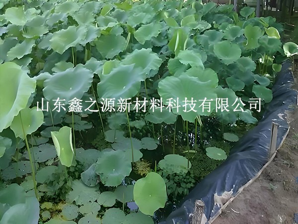 鋪設(shè)魚(yú)蝦養(yǎng)殖防滲膜，對(duì)養(yǎng)殖效率有這些關(guān)鍵影響